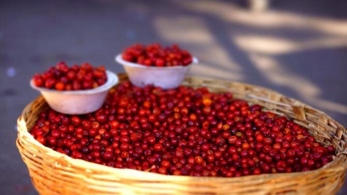 merisoare-memorie-protectie_37186700