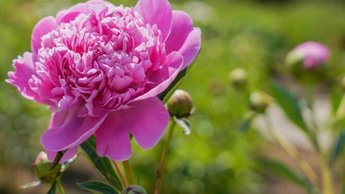 bujor_floare-nationala_66436900