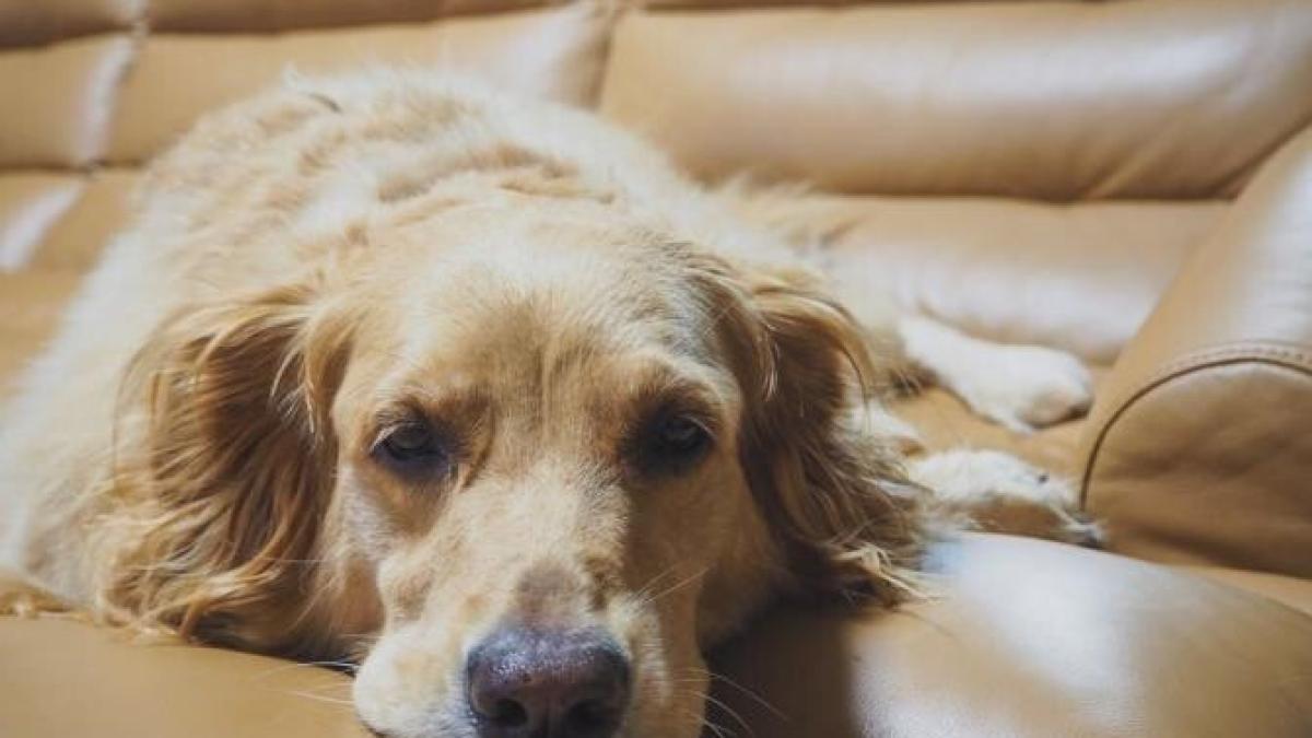 catel_canapea_foto_pexels_87283300