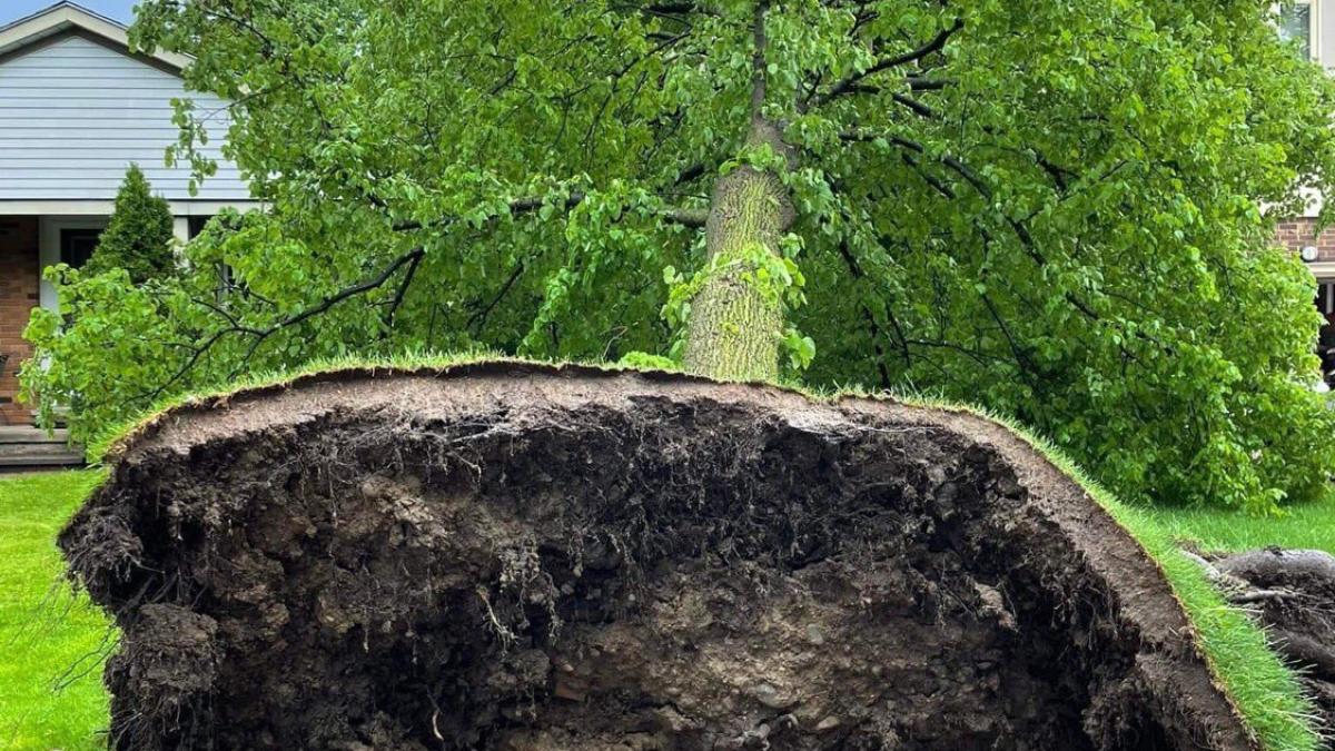 furtuna-canada_59126100