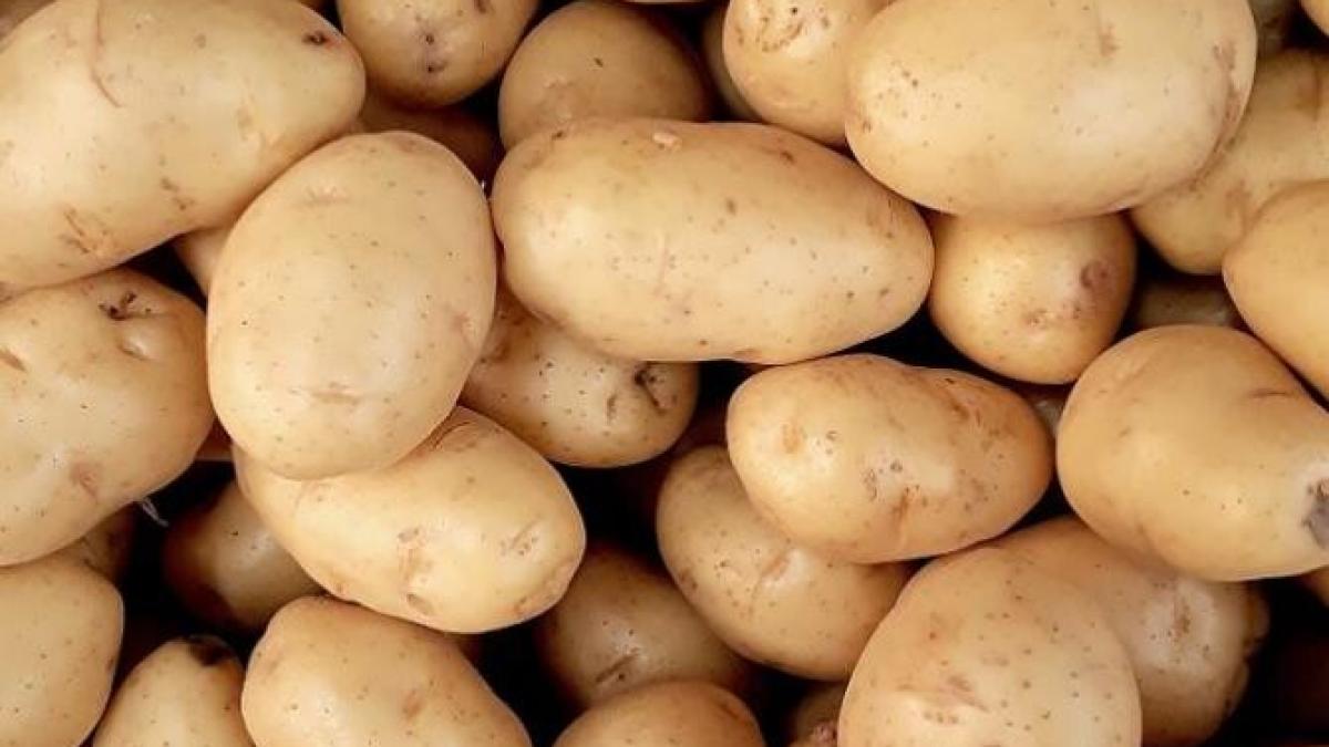 crochete-de-cartofi--la-cuptor--un-aperitiv--care-poate-fi-pastrat-in-congelator-mai-multe-zile_72440900