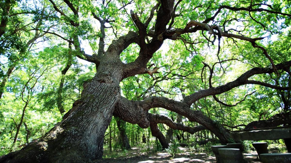 stejarul-ingenuncheat_46876900