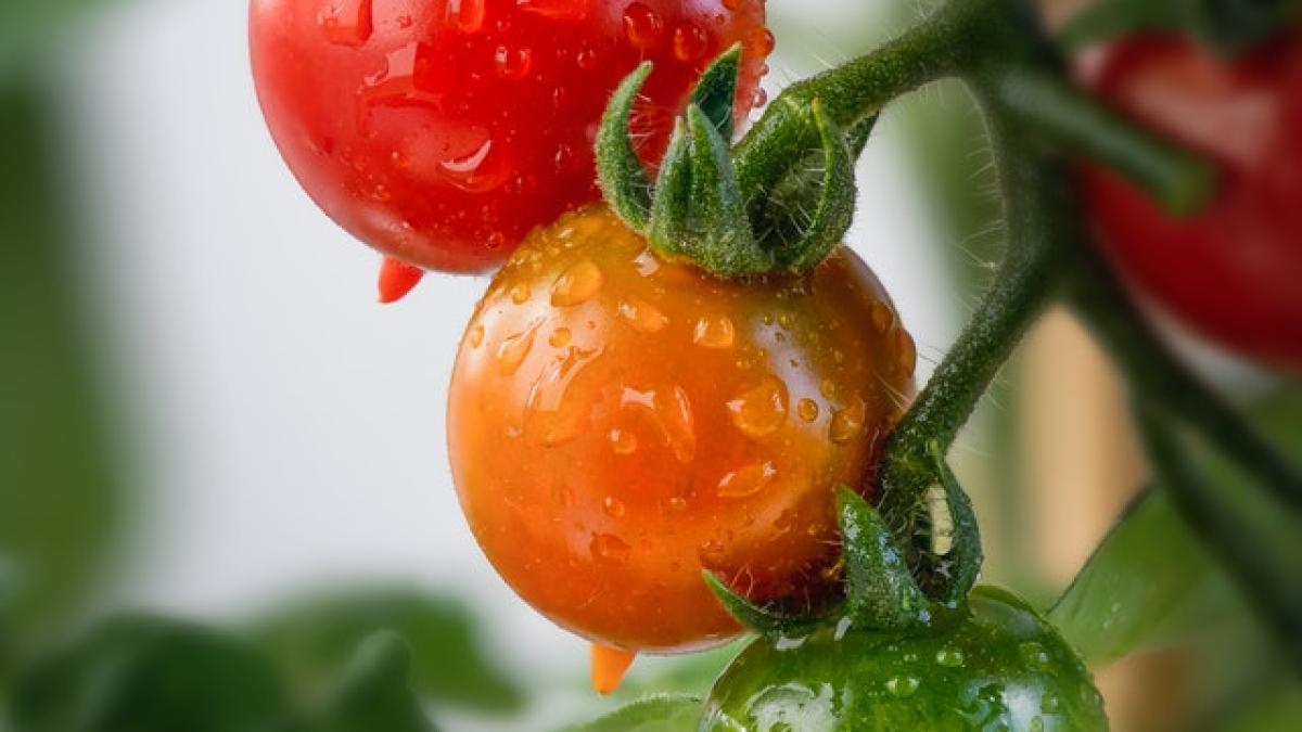 producatori-romani_56624200