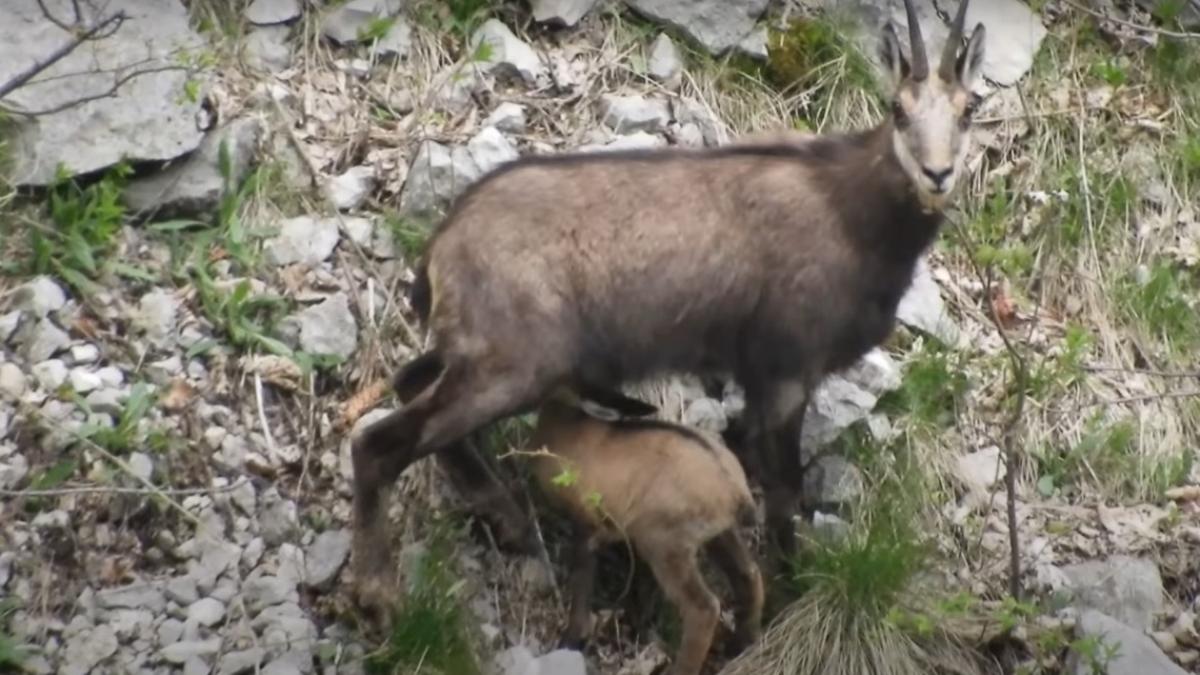 ied-capra-neagra_80423000