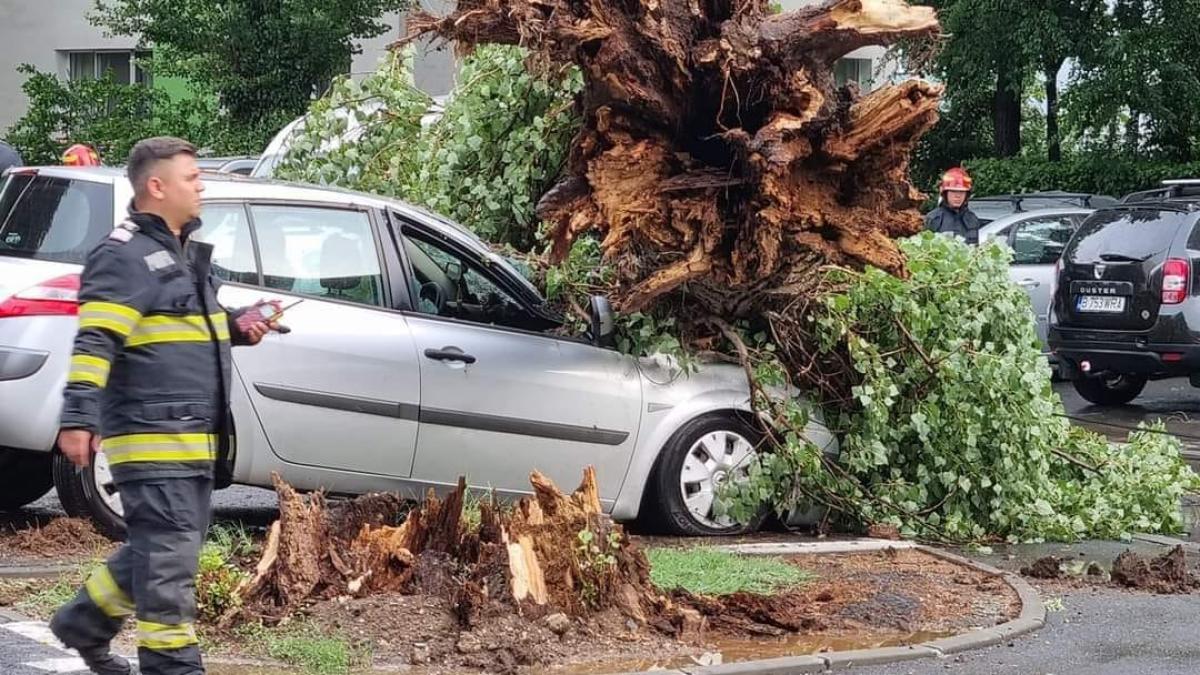 copac-cazut-masina_12904100