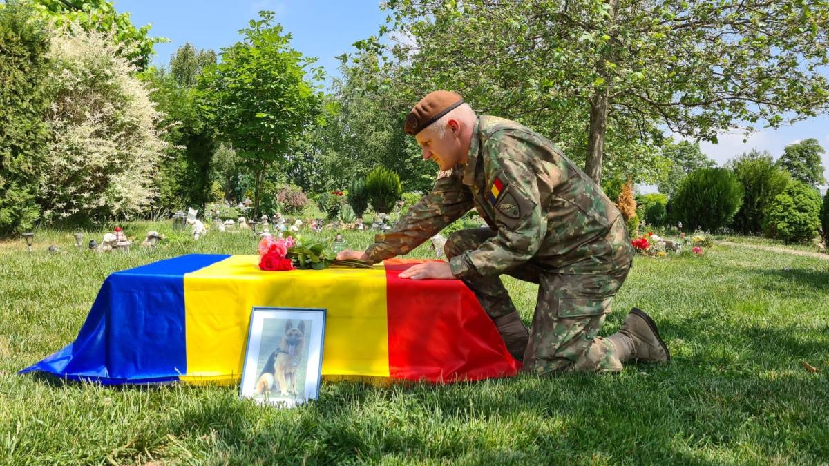 dino_mort_mapn_caine_1_62215000