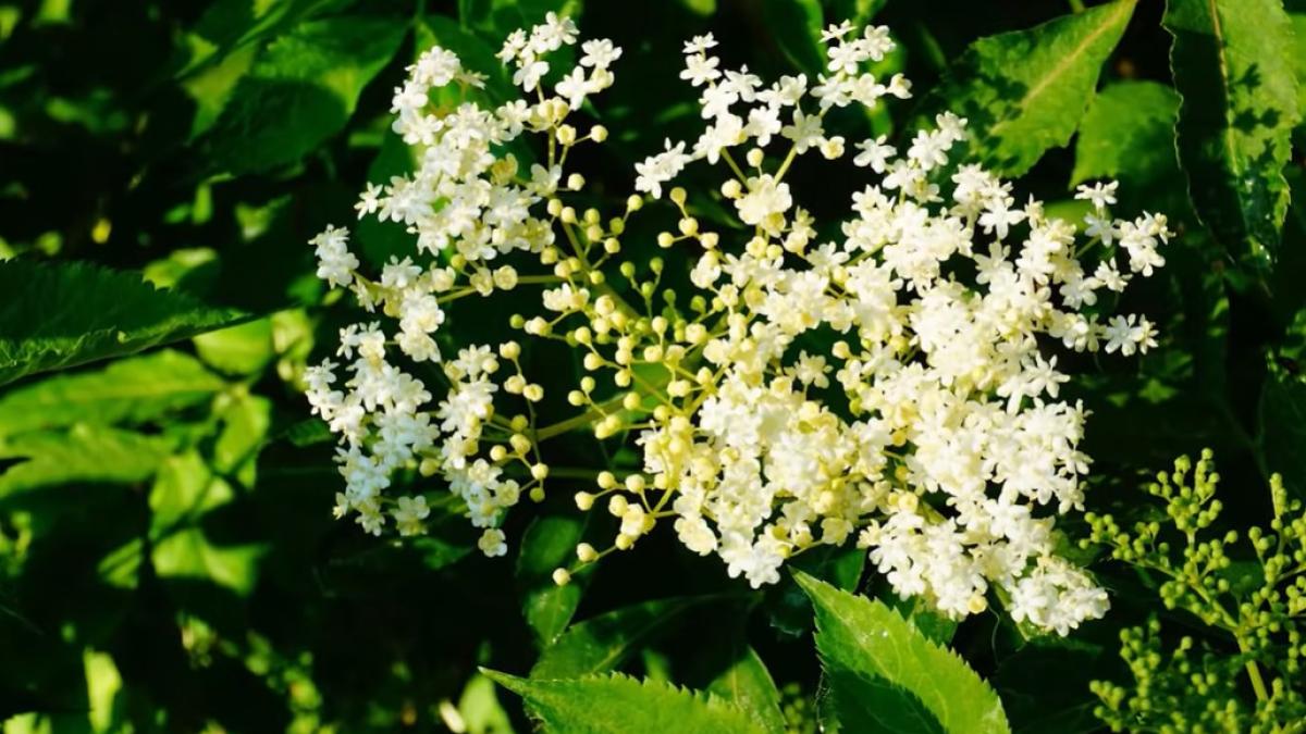 flori-de-soc_76257100