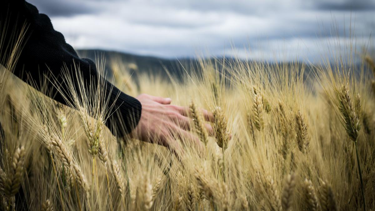 alimente-grau_04969800