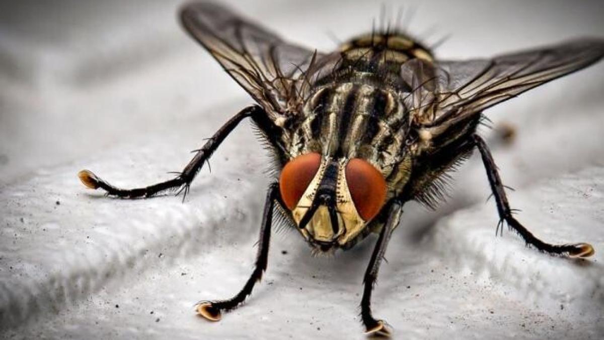 planta-pe-care-toata-lumea-trebuie-sa-o-aiba-in-casa---parfumeaza-interiorul-si-tine-insectele-departe_15338900