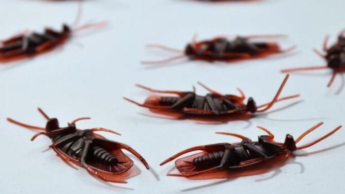 scapa-de-gandacii-cu-aceste-doua-ingrediente-naturale--casa-ta-va-fi-neospitaliera-pentru-insecte_27138300