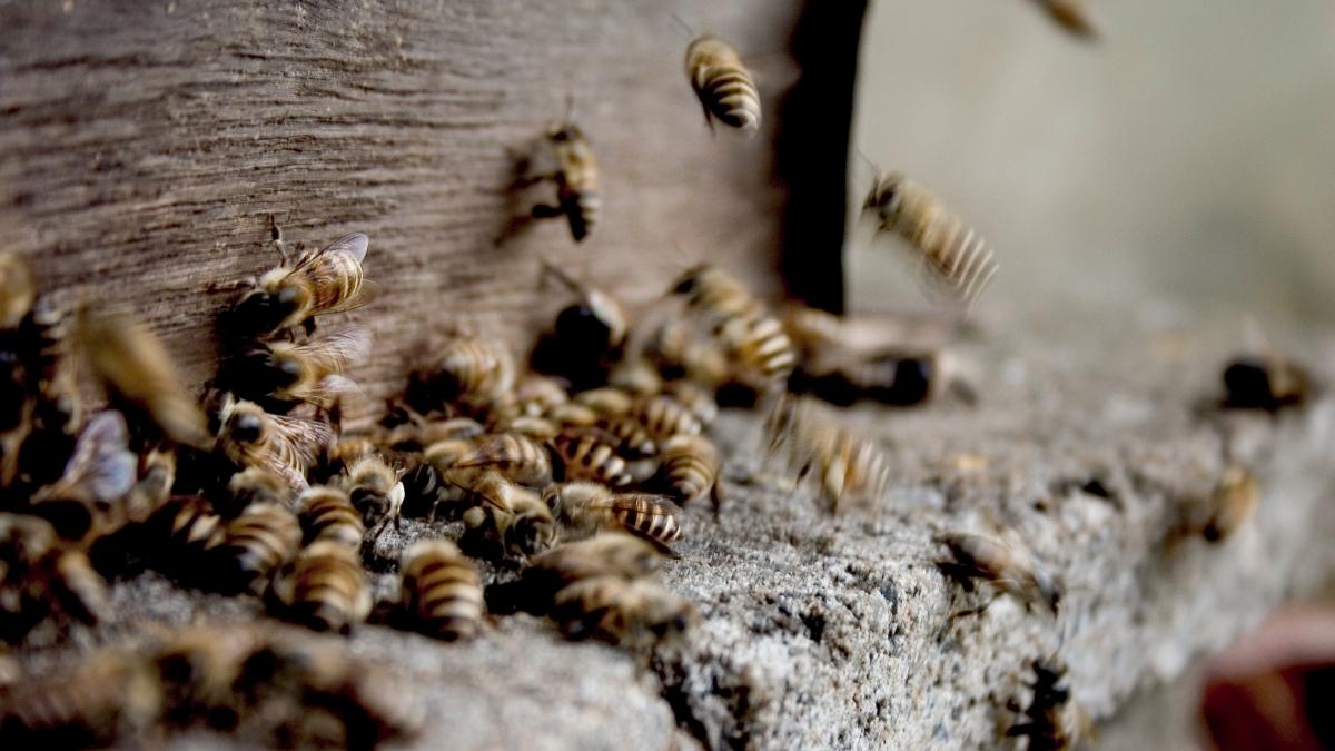 albine--propolis--miere-_84694900