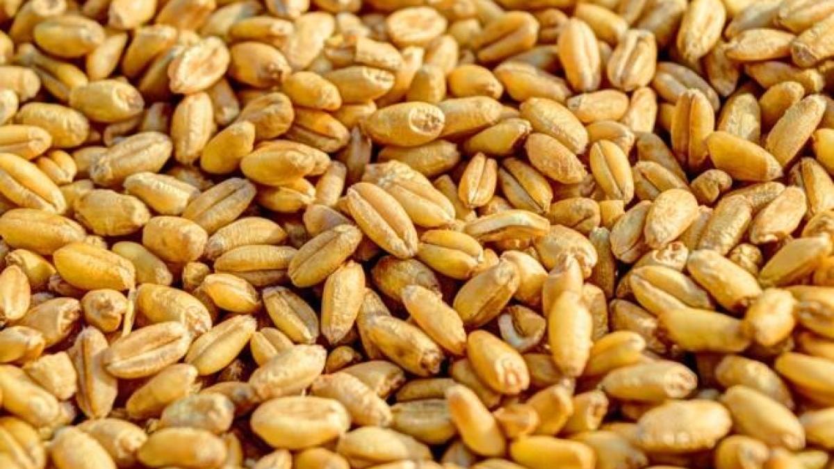 turcia--acuzata-de-ucraina-ca-importa-graul-furat-de-rusia_06461800