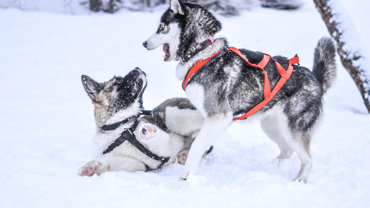 caine-de-sanie-gasit-dupa-3-luni_87908100