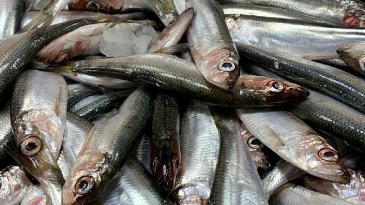 nu-mai-cumpara-hamsii-marinate--le-poti-face-chiar-acasa-si-vor-avea-o-aroma-deosebita_20127900