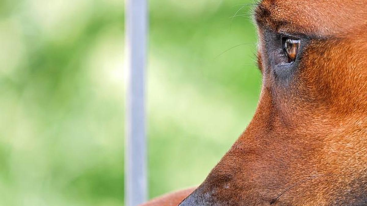 caine-abandon-amenda_23599100