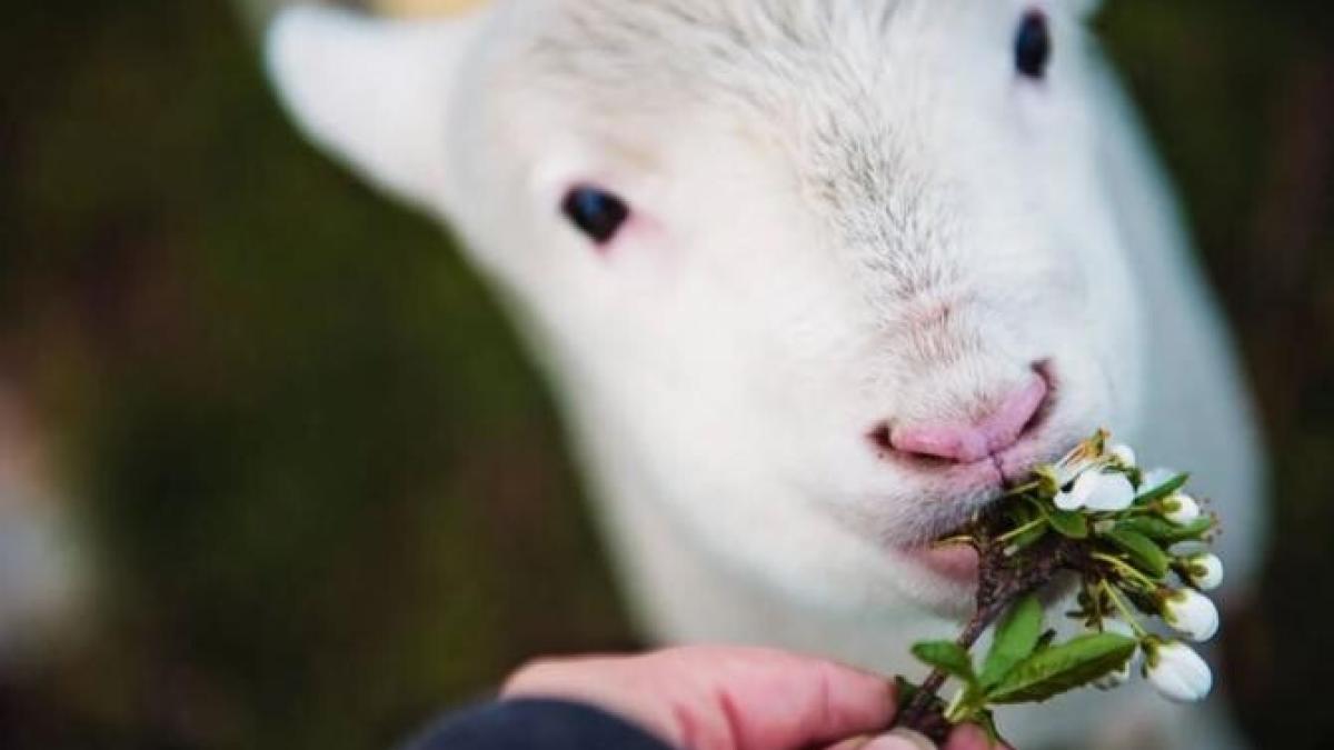 doi-tineri-au-fost-retinuti-dupa-ce-au-furat-un-miel_32327600