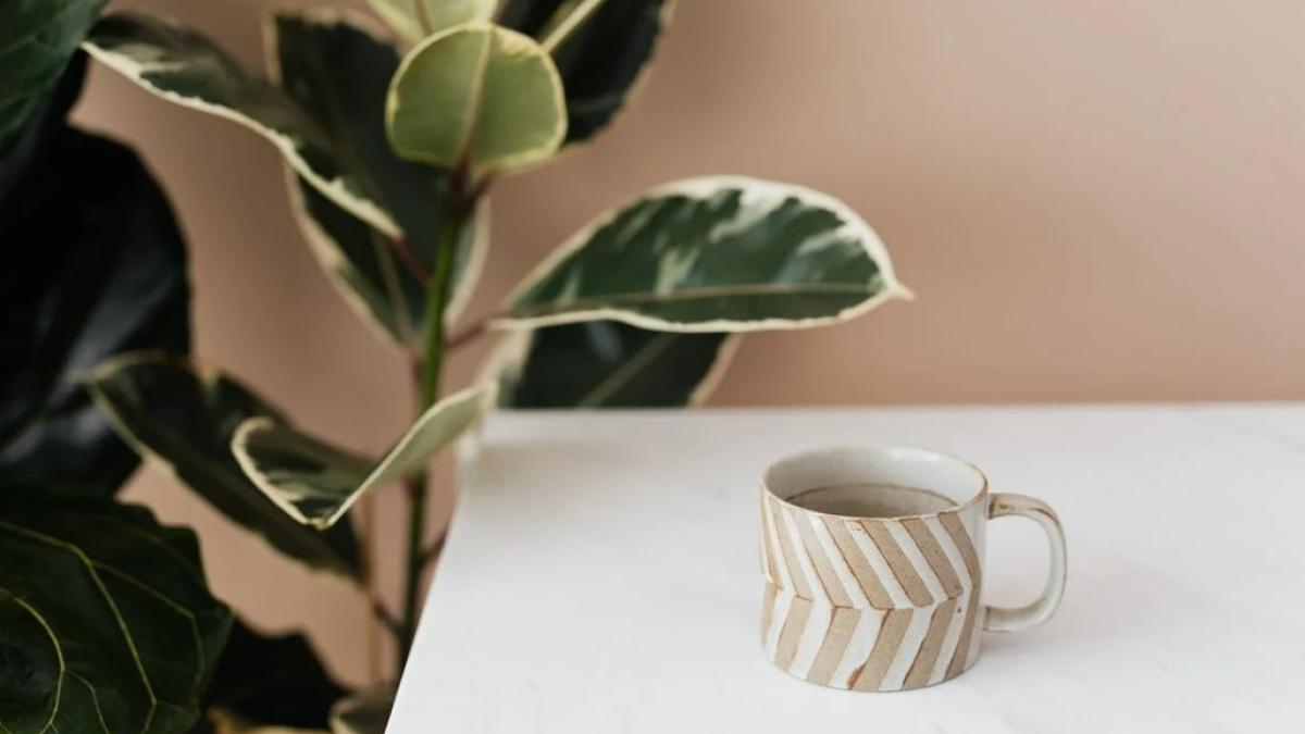 plante_in_casa_foto_pexels_82796300