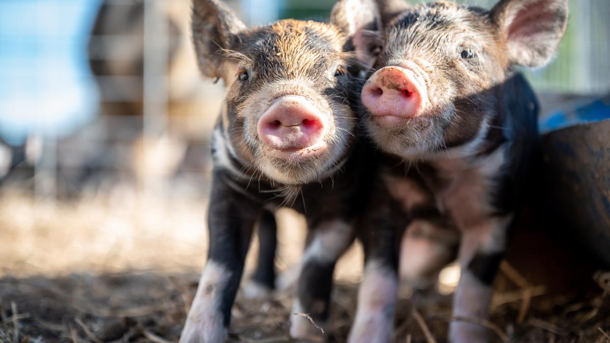 china-a-produs-primii-porci-clonati-de-roboti_84385000