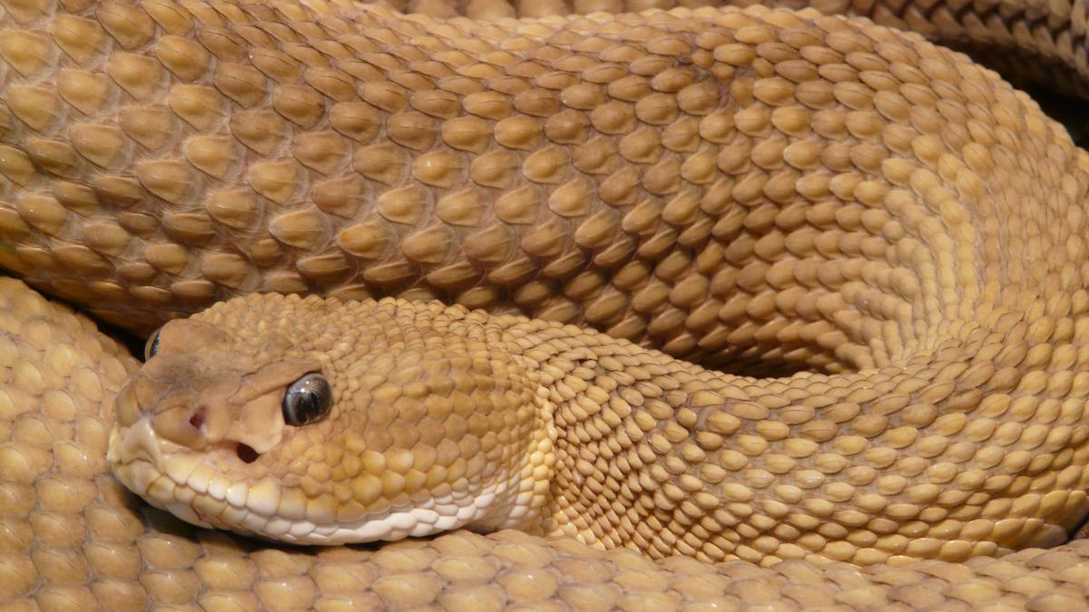 sarpe-intr-un-spital-din-olt_63013400