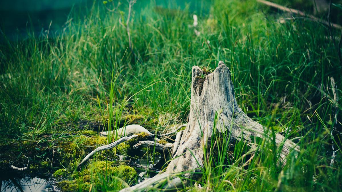 o-comoara-a-fost-descoperita-in-mures_60781700