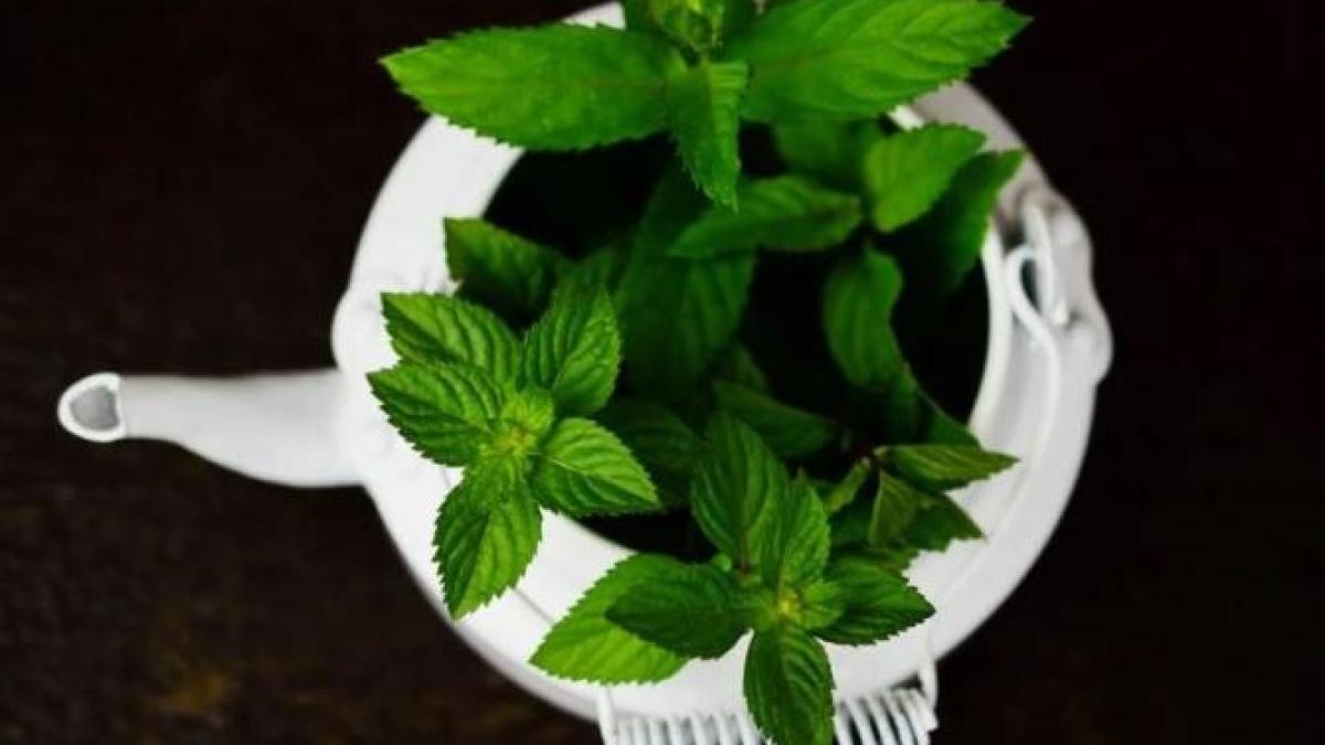 amesteca-otet-si-menta-si-iti-poti-lua-adio-de-la-o-problema-enervanta-a-veriiprc-c2prc-a0_04100300