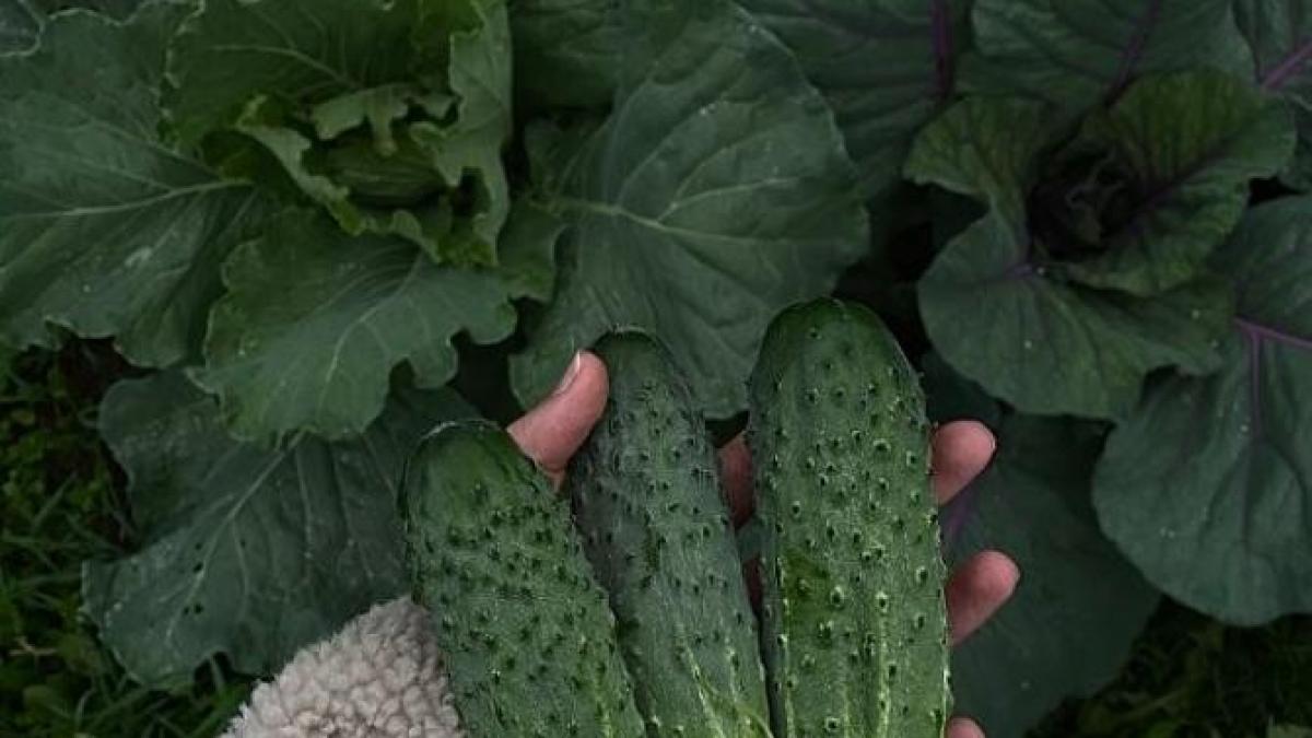 ce-se-intampla-daca-mananci-castraveti-in-fiecare-zi---au-zeci-de-beneficii-pentru-sanatate_91087800