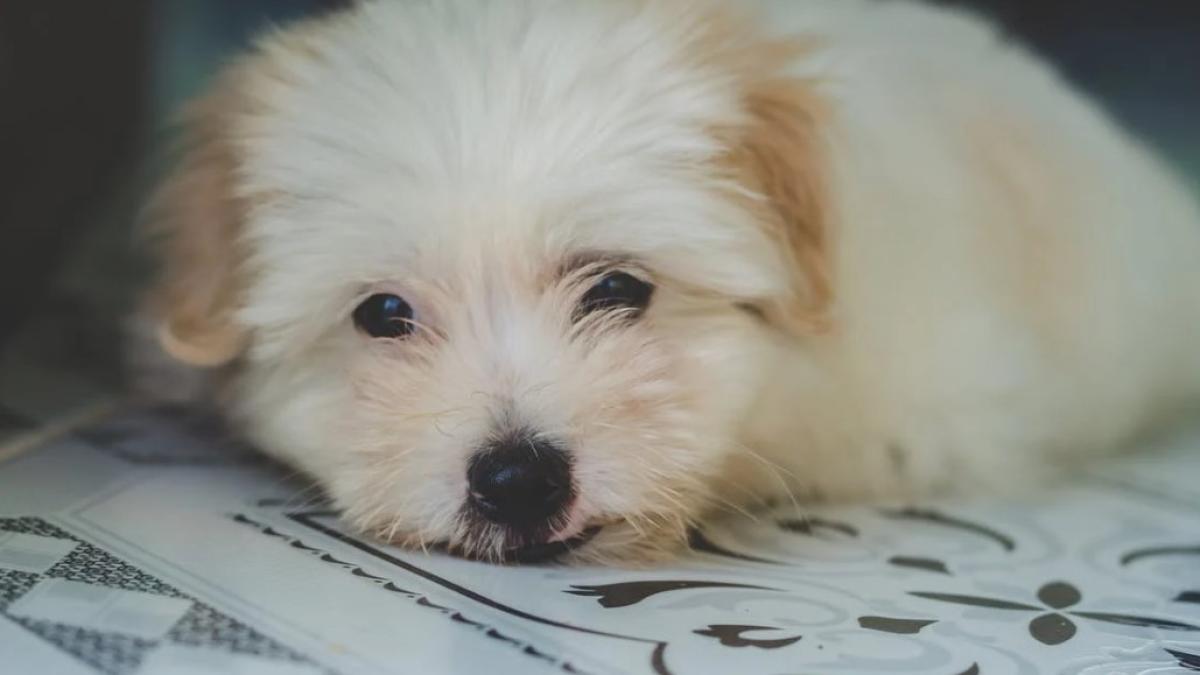 caine_foto_pexels_31987400