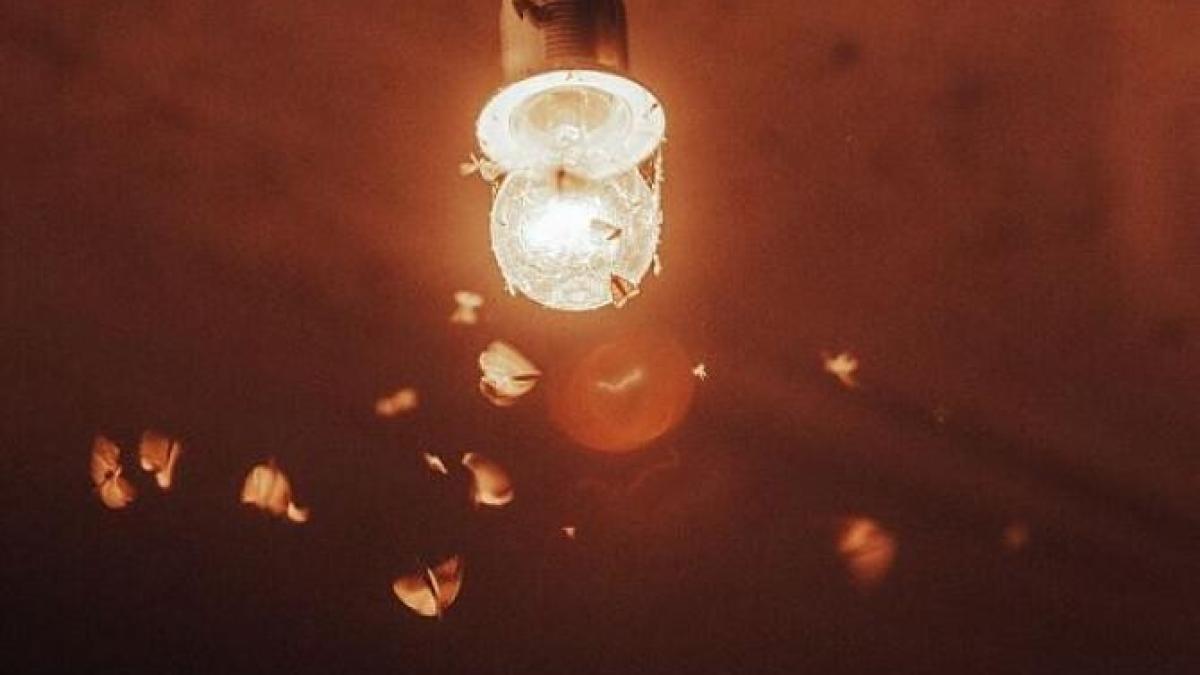 elimina-fluturii-de-bucatarie-cu-metode-naturale-eficiente---pune-frunze-de-dafin-in-camara-si-insectele-o-vor-ocoli_44541700