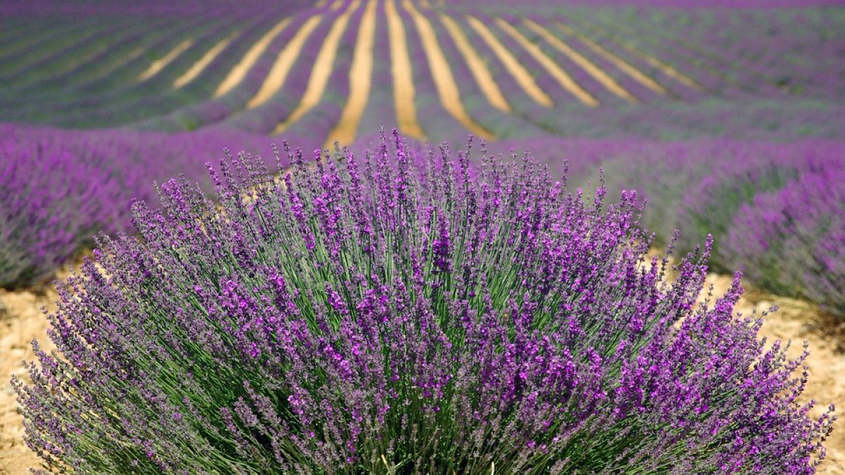 lavanda-beneficii-riscuri_10759900