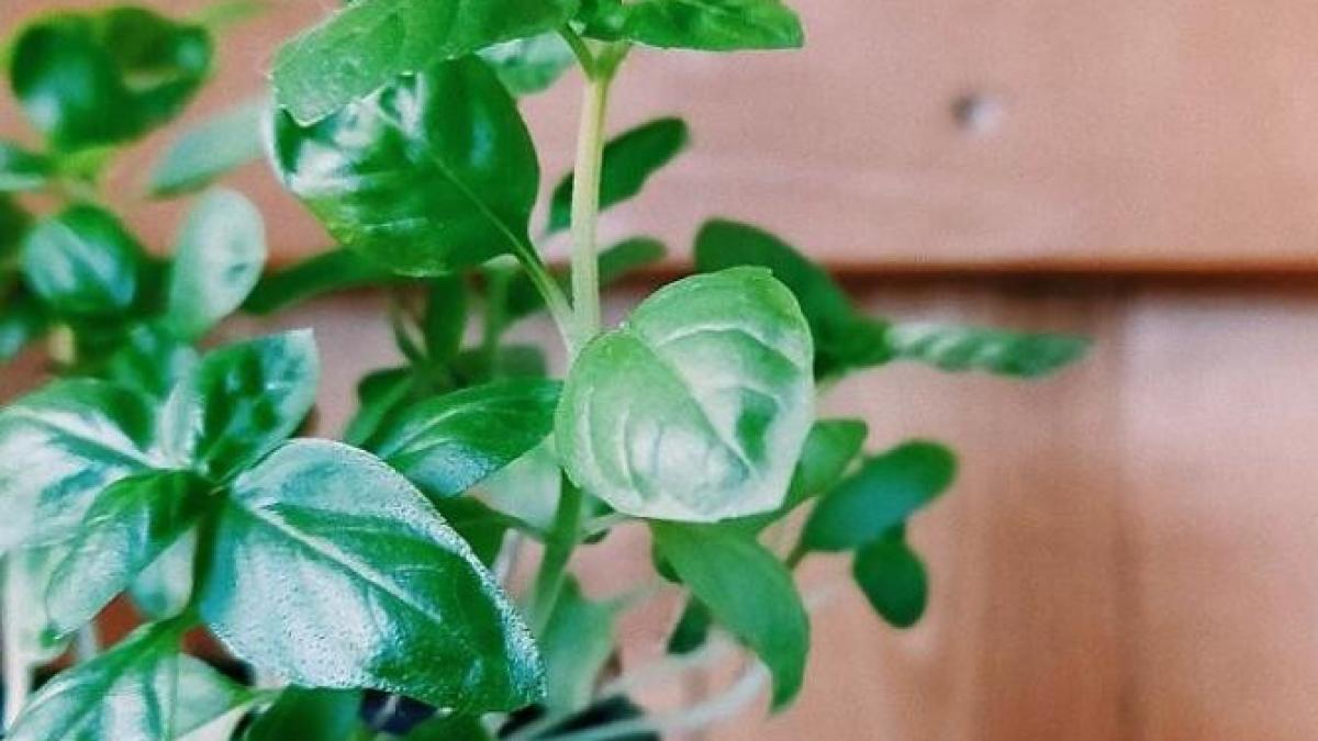 busuioc-proaspat-tot-timpul-anului---ne-vei-multumi-dupa-ce-vei-incerca-aceste-trucuri_51383100