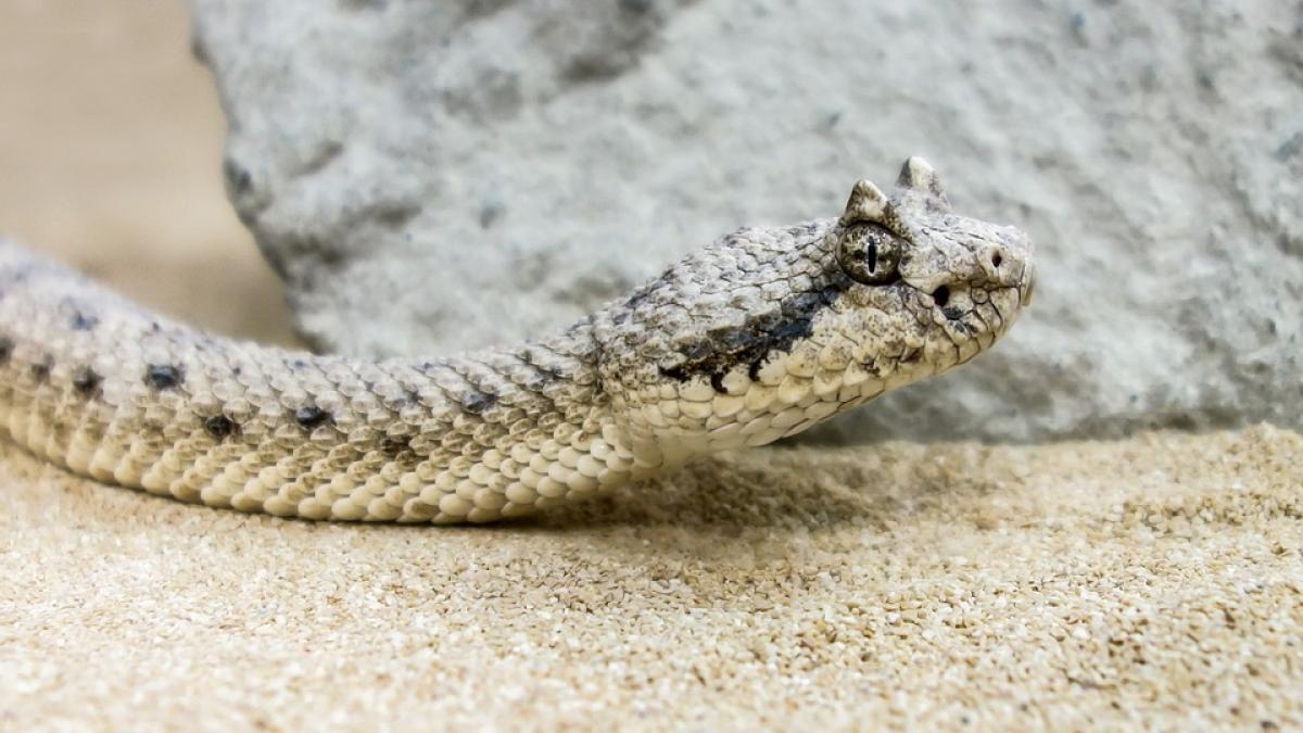 vipera-cu-corn-copil-mehedinti_47526400