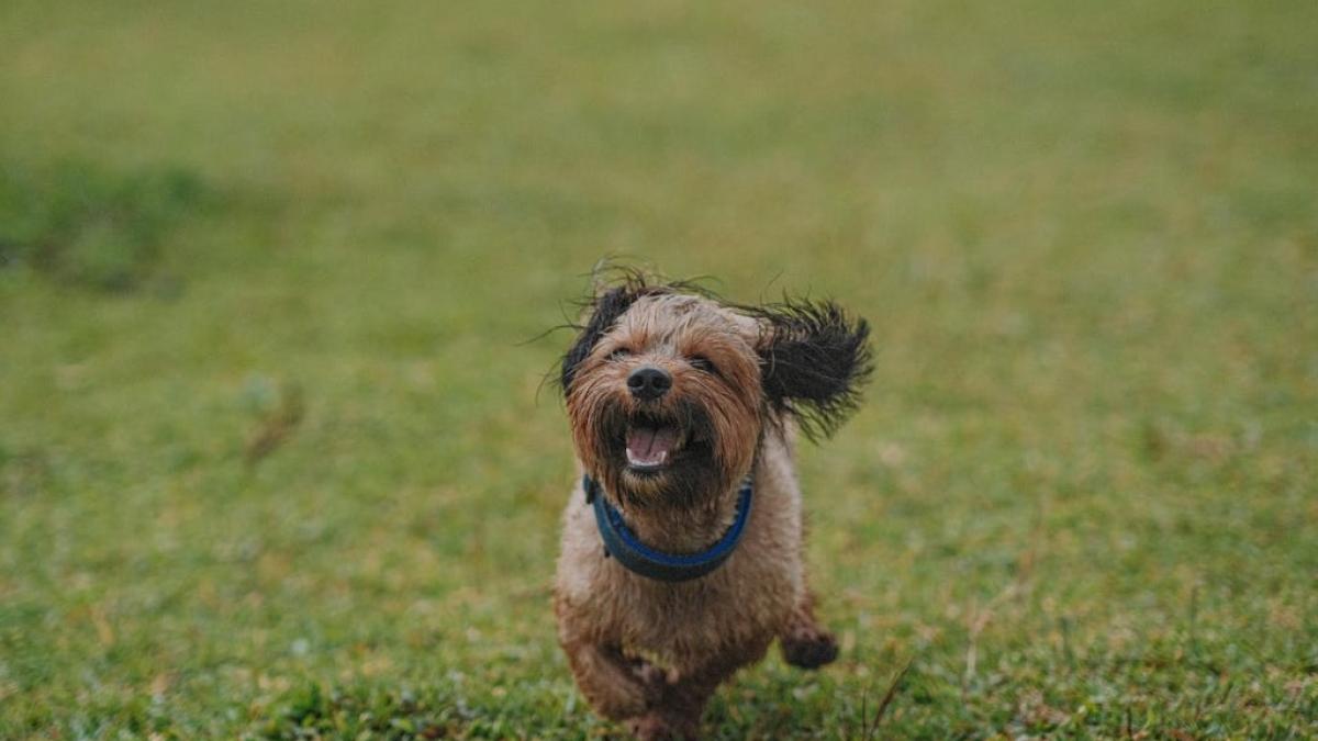 catel_foto_pexels_38063100