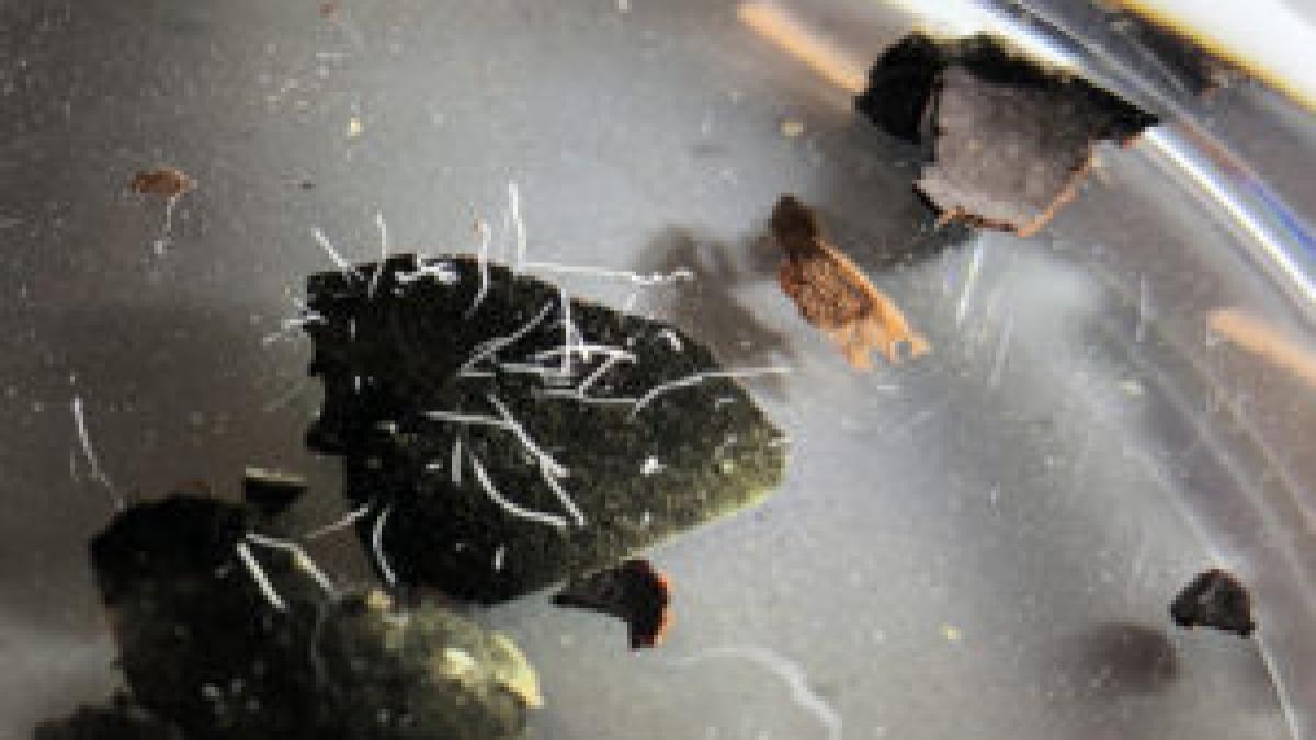 cea-mai-mare-bacterie-din-lume-prc-e2prc-80prc-9dthiomargarita-magnificaprc-e2prc-80prc-9d-masoara-pana-la-doi-centimetri_43893500