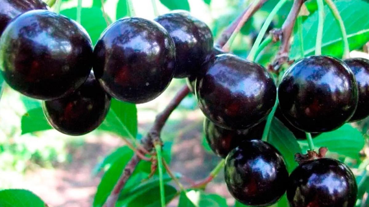 5-motive-pentru-care-ar-trebui-sa-consumi-cirese-amare_85086400