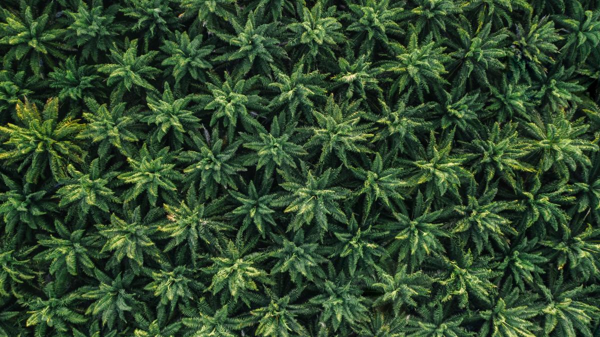 canabis_plantatie_pxl_52107100