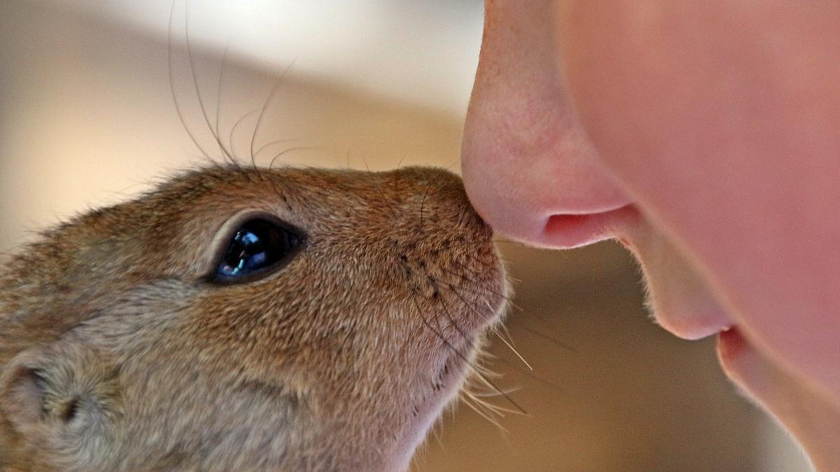 miros-frica_33306200