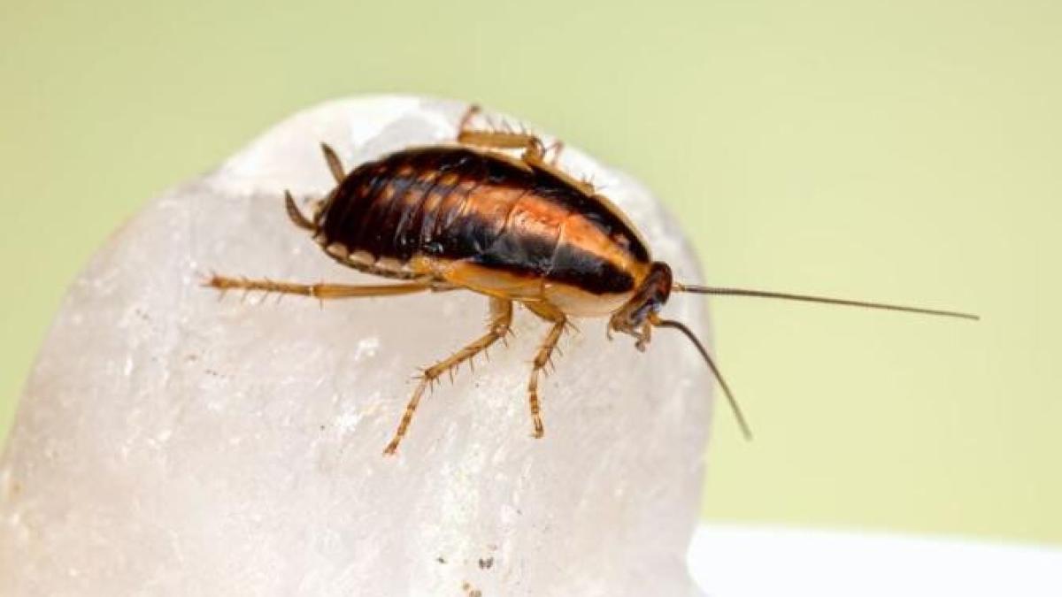 cu-acest-remediu-vei-elimina-gandaci-din-casa--pentru-totdeauna_50922200