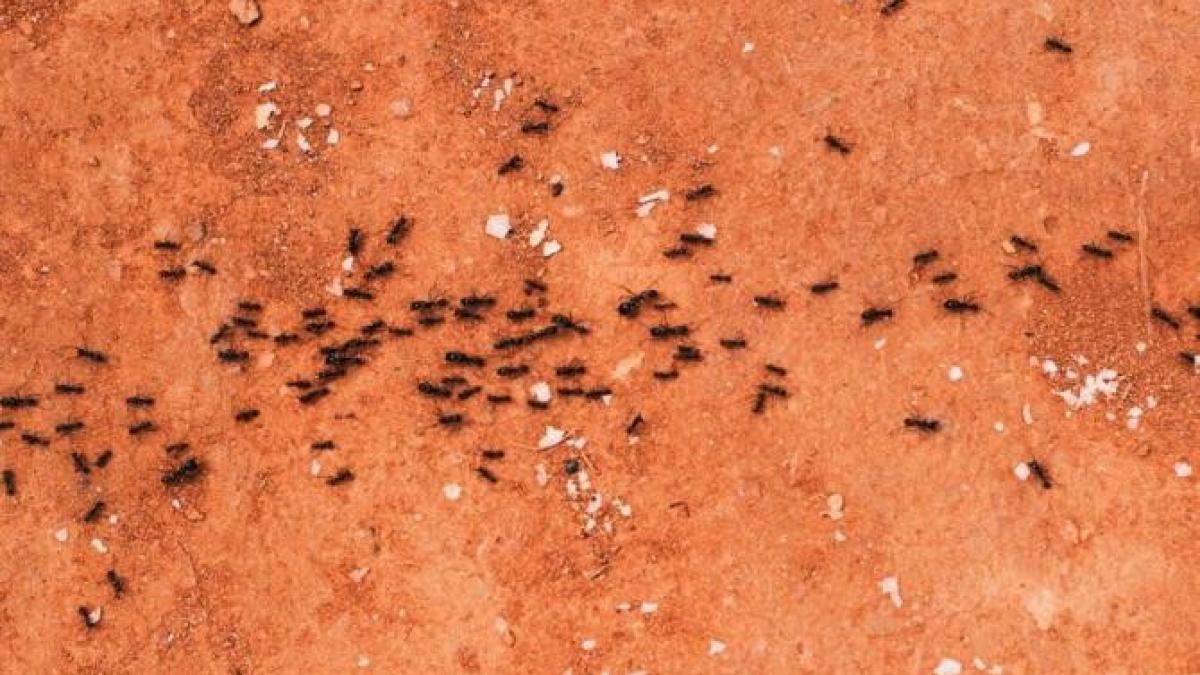 scapa-de-furnici-cu-ajutorul-unui-ou-fiert---iata-ce-trebuie-sa-faci_72384600