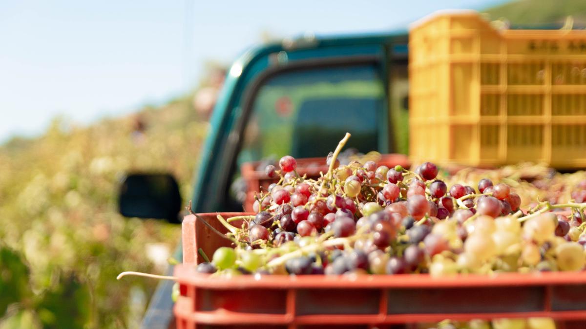 cercetare-struguri_58295100