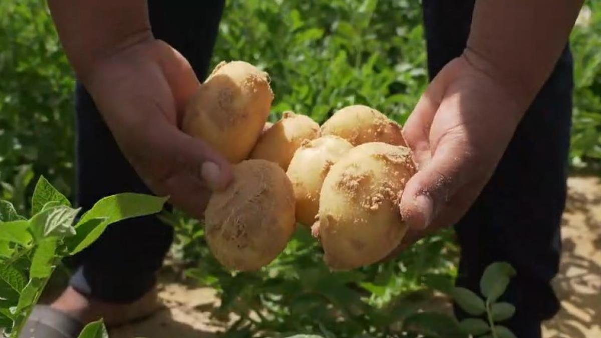 shara-cultivata_18202900