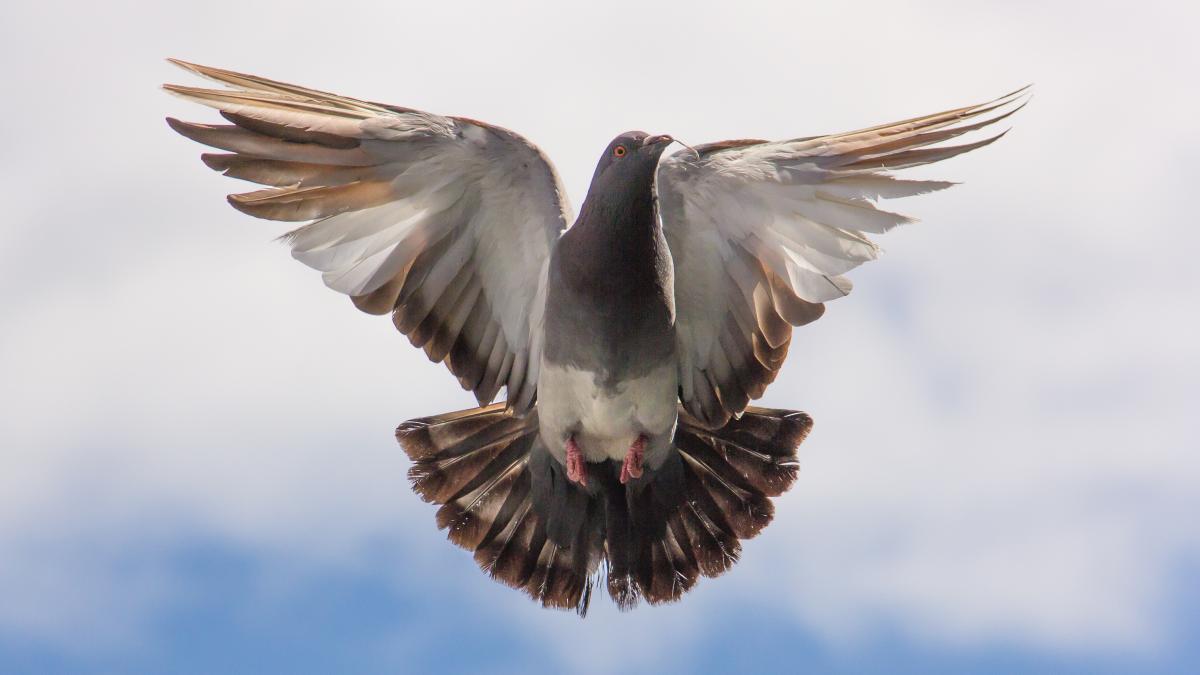 consiliul-european-al-afacerilor-externe---diviziuni-in-europa-de-est-polonia-versus-romania_47212600