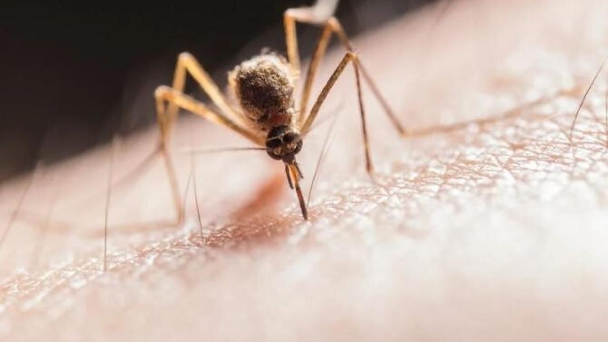 tantarii-fug-de-acest-produs-cu-viteza-luminii----incearca-l-si-nu-vei-regreta_87855400