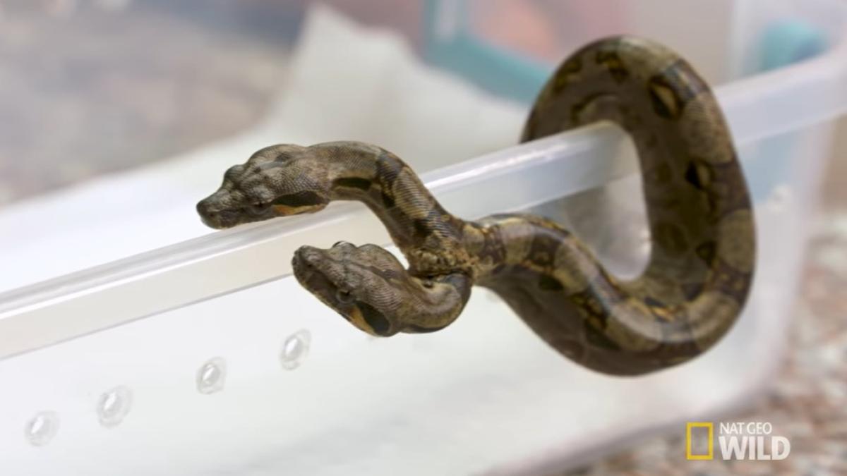 sarpe-cu-doua-capete_44099200