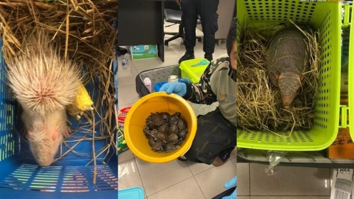 109-animale-ascunse-in-valize_38388300