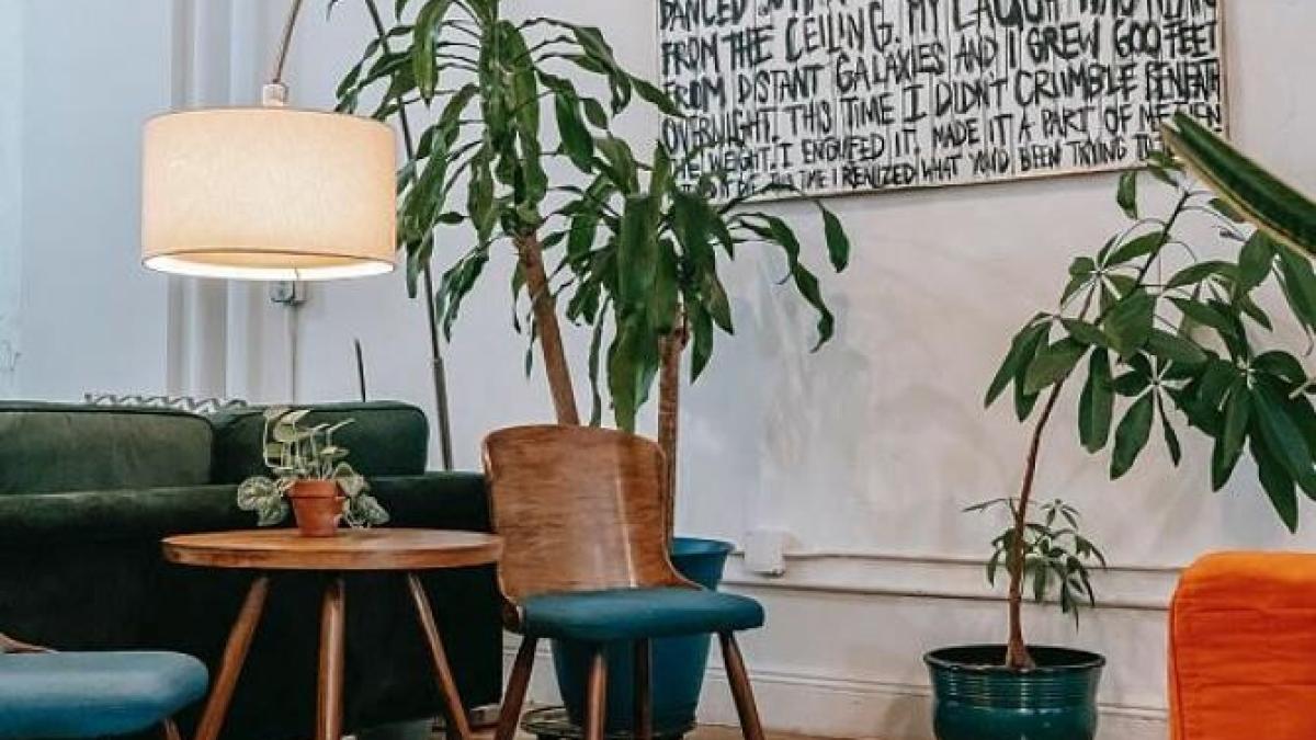 plante-pe-care-trebuie-sa-le-ai-in-casa---elimina-mucegaiul-si-umezeala_73478600