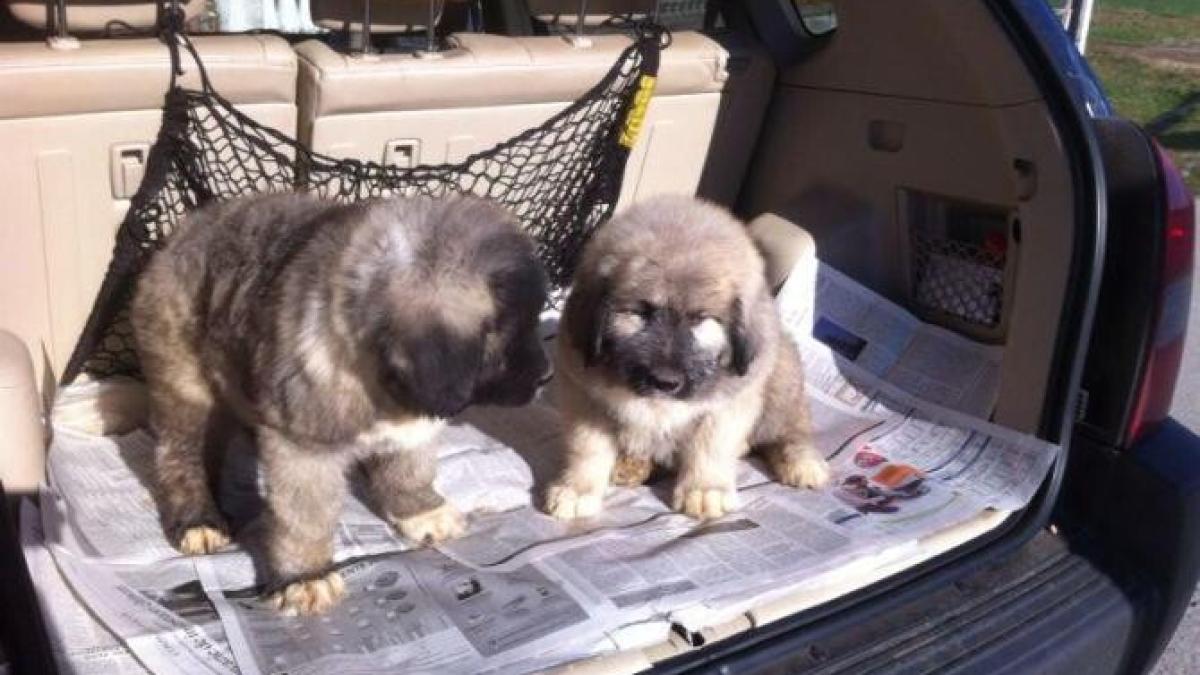 transport-caini_85281100