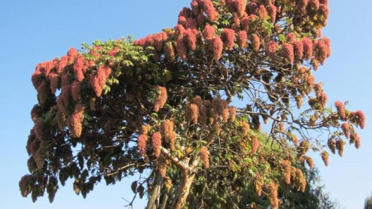 interdictie-de-export-pentru-cel-mai-scump-lemn-din-lume_facebook_68224400