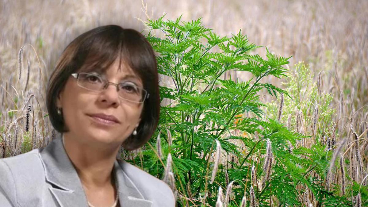 ambrozia-tratament_99853200