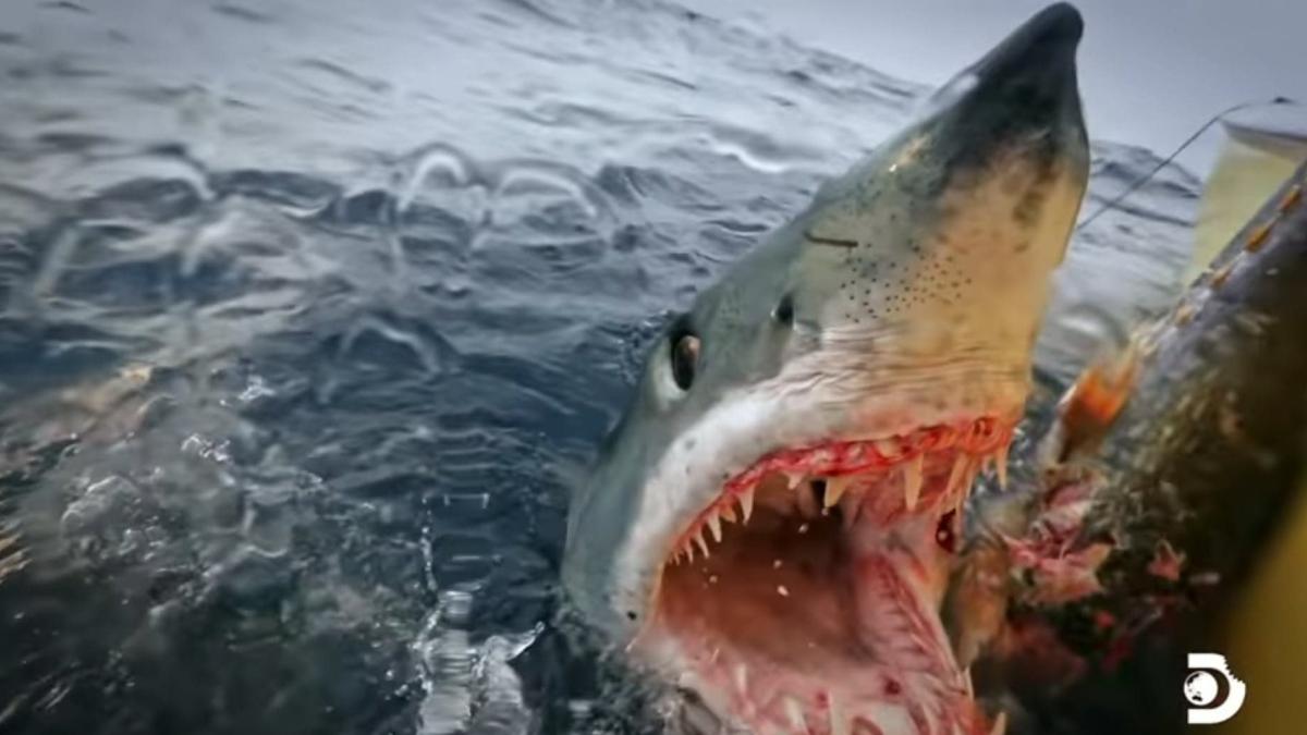 rechinul-mako-detalii-romanca_42397400