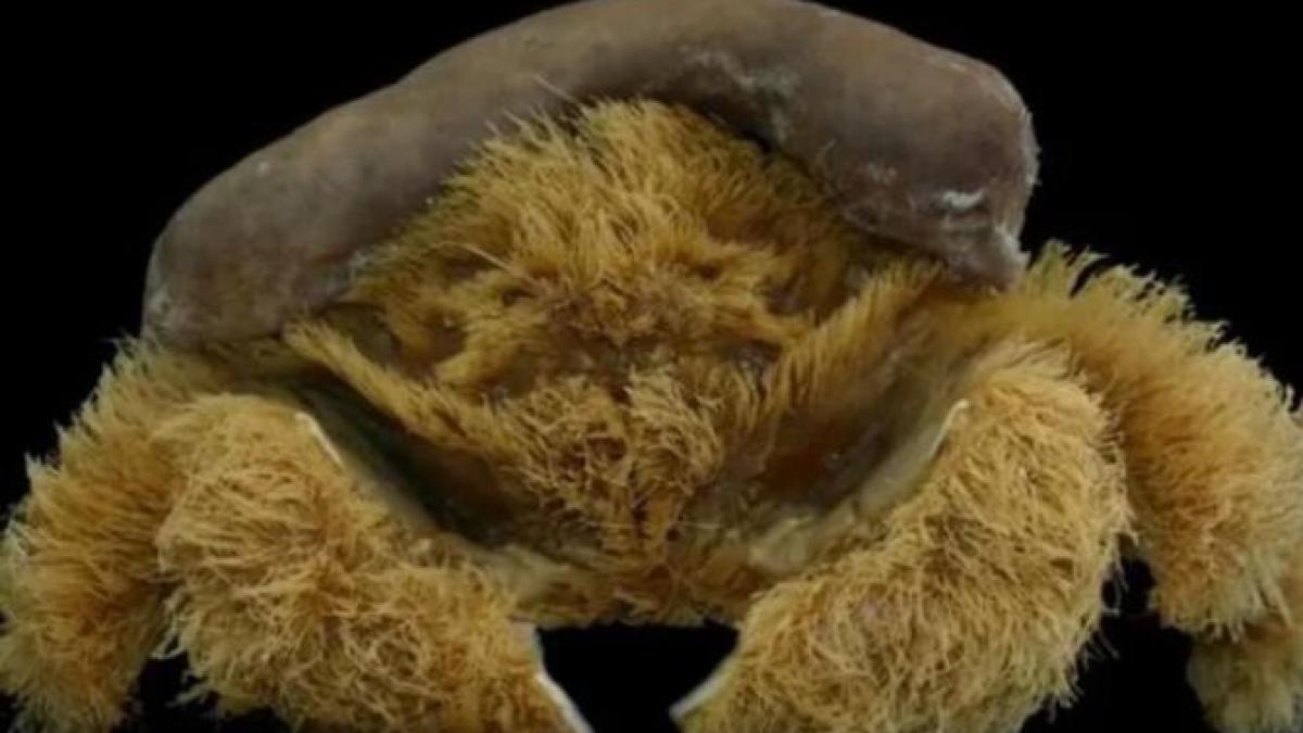 crab-paros-cu-palarie-de-burete_66078100